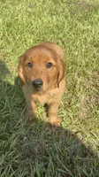 Delilah, a female Golden Retriever for sale in Lakeland, FL – 3 of 3