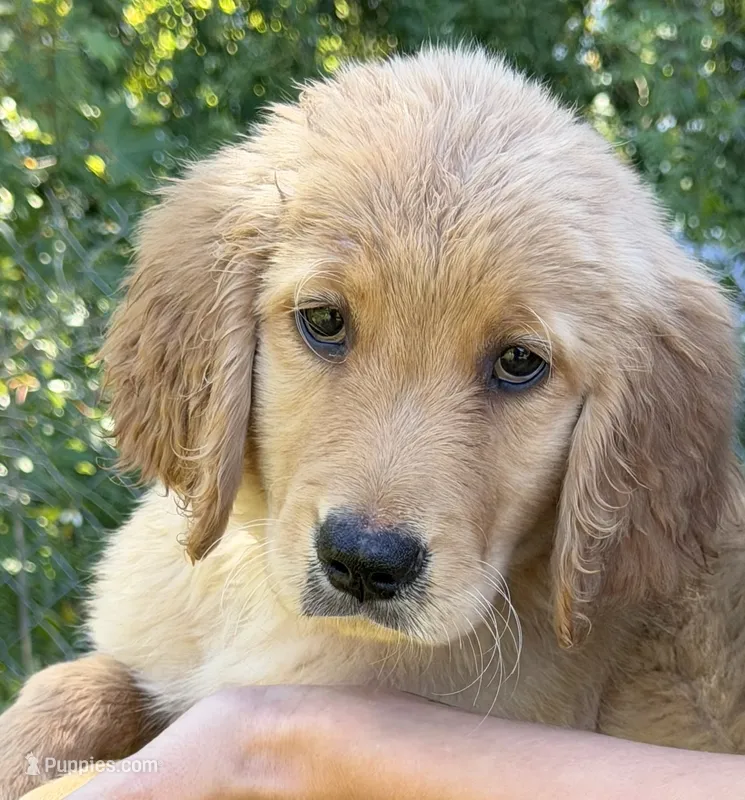Fawn 🍂 – Golden Retriever puppy for sale in Lakeland, FL