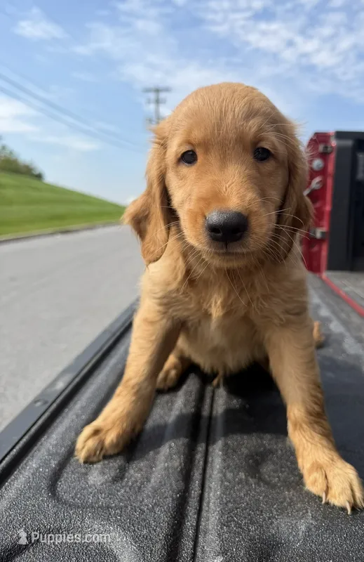 Acorn 🌰 – Golden Retriever puppy for sale in Lakeland, FL