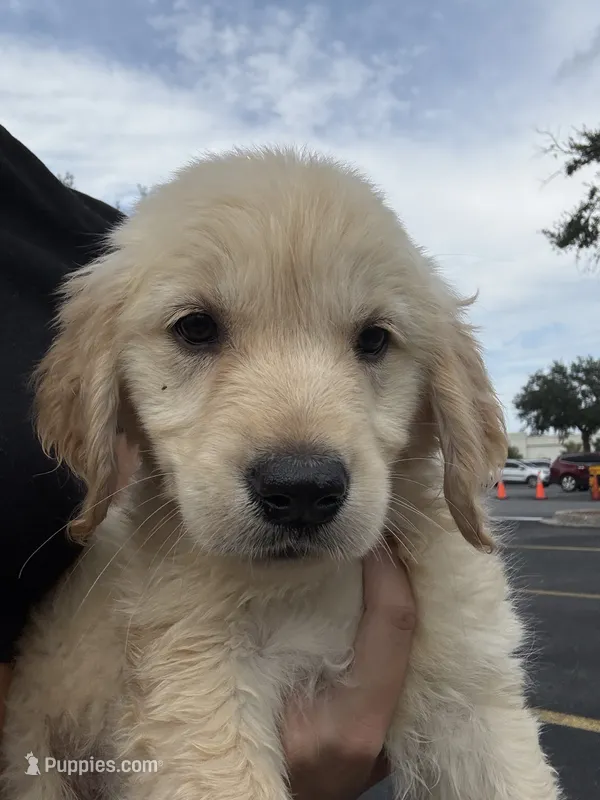 Meadow  – Golden Retriever puppy for sale in Lakeland, FL