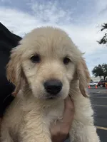 Meadow , a female Golden Retriever for sale in Lakeland, FL – 1 of 5
