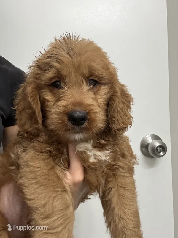Toffee – Goldendoodle puppy for sale in Lakeland, FL