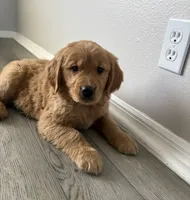 Millie, a female Golden Retriever for sale in Lakeland, FL – 2 of 3