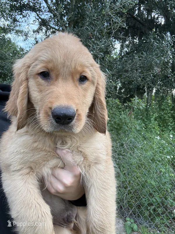 Moose 🫎  – Golden Retriever puppy for sale in Lakeland, FL