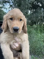Moose 🫎 , a male Golden Retriever for sale in Lakeland, FL – 1 of 4