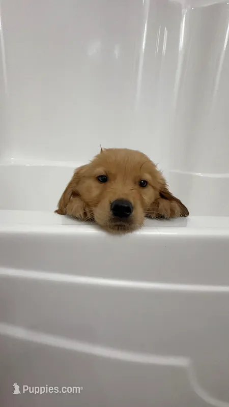 Tulip – Golden Retriever puppy for sale in Lakeland, FL