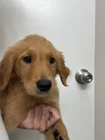 AKC Apple🍎 , a female Golden Retriever for sale in Lakeland, FL – 3 of 5