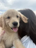 Marlow, a female Golden Retriever for sale in Lakeland, FL – 2 of 5