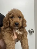 Toffee, a male Goldendoodle for sale in Lakeland, FL – 3 of 3