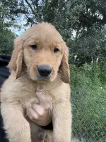 Moose 🫎 , a male Golden Retriever for sale in Lakeland, FL – 2 of 4