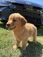 Joey, a male Golden Retriever for sale in Lakeland, FL – Photo 2 of 2