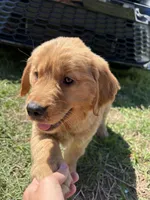 Joey, a male Golden Retriever for sale in Lakeland, FL – Photo 1 of 2