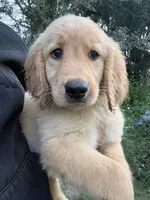 Tilly🤎, a female Golden Retriever for sale in Lakeland, FL – 4 of 6