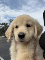 Oakley, a female Golden Retriever for sale in Lakeland, FL – 3 of 6