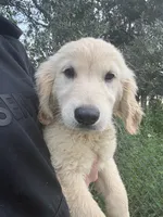 Boo👻, a male Golden Retriever for sale in Lakeland, FL – 4 of 4
