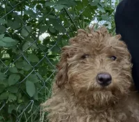 Finn, a male Miniature Goldendoodle for sale in Lakeland, FL – 1 of 3