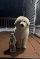 Lilly, a female Golden Retriever for sale in Worcester, MA – Photo 3 of 3