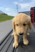 Jasper👻, a male Golden Retriever for sale in Lakeland, FL – 3 of 3