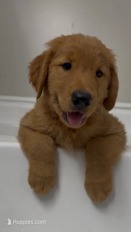 Cedar🌲 – Golden Retriever puppy for sale in Lakeland, FL