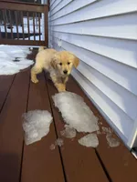 Tulip, a female Golden Retriever for sale in Worcester, MA – Photo 1 of 3