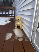 Tulip, a female Golden Retriever for sale in Worcester, MA – Photo 3 of 3