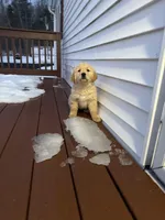 Tulip, a female Golden Retriever for sale in Worcester, MA – Photo 2 of 3