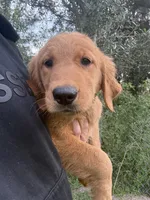 Fawn 🍂, a female Golden Retriever for sale in Lakeland, FL – 4 of 5