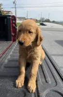Bat 🦇 , a male Golden Retriever for sale in Lakeland, FL – 3 of 3