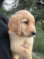 Maple🍁, a female Golden Retriever for sale in Lakeland, FL – 2 of 3