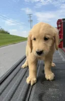 Jasper👻, a male Golden Retriever for sale in Lakeland, FL – 2 of 3