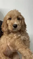 Poppy , a female Goldendoodle for sale in Lakeland, FL – 2 of 3