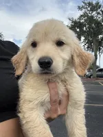 Autumn rose, a female Golden Retriever for sale in Lakeland, FL – 4 of 5