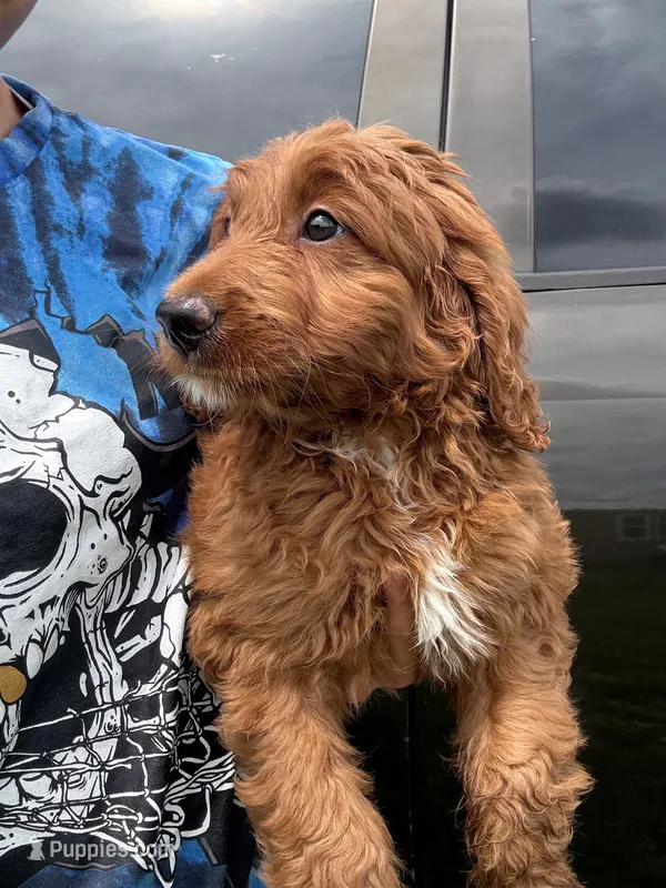 Amber – Goldendoodle puppy for sale in Lakeland, FL