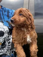 Amber, a female Goldendoodle for sale in Lakeland, FL – 1 of 2