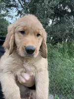 Moose 🫎 , a male Golden Retriever for sale in Lakeland, FL – 3 of 4
