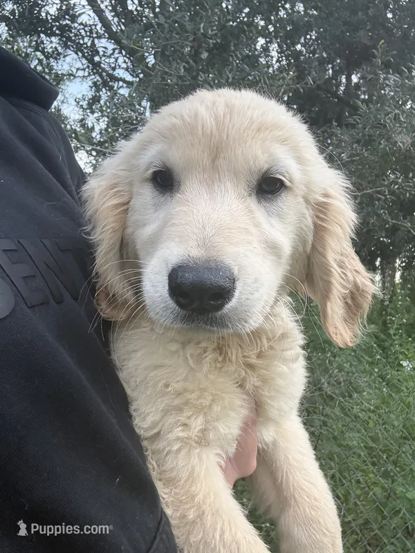 Boo👻 – Golden Retriever puppy for sale in Lakeland, FL