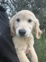 Boo👻, a male Golden Retriever for sale in Lakeland, FL – 1 of 4