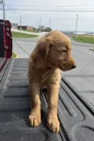 Bat 🦇 , a male Golden Retriever for sale in Lakeland, FL – 2 of 3