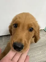 AKC Pumpkin🎃, a male Golden Retriever for sale in Lakeland, FL – 3 of 4