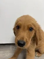 AKC Pumpkin🎃, a male Golden Retriever for sale in Lakeland, FL – 2 of 4