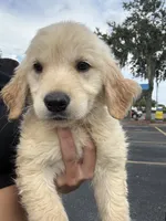 Autumn rose, a female Golden Retriever for sale in Lakeland, FL – 2 of 5