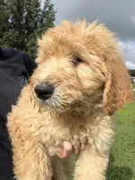 Leo, a male Goldendoodle for sale in Lakeland, FL – 2 of 2