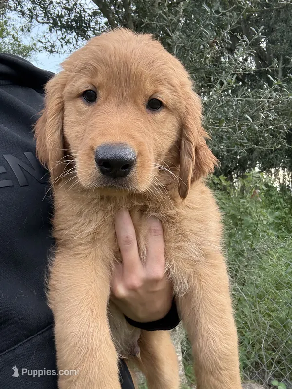 Cedar 🧡 – Golden Retriever puppy for sale in Lakeland, FL