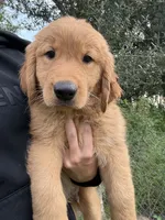 Cedar 🧡, a male Golden Retriever for sale in Lakeland, FL – 1 of 4