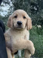 Tilly🤎, a female Golden Retriever for sale in Lakeland, FL – 6 of 6