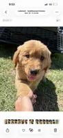Sunny , a male Golden Retriever for sale in Lakeland, FL – 4 of 4