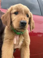 Hocus🪄, a female Golden Retriever for sale in Lakeland, FL – 2 of 3