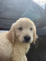 Buck, a male Golden Retriever for sale in Lakeland, FL – 5 of 5