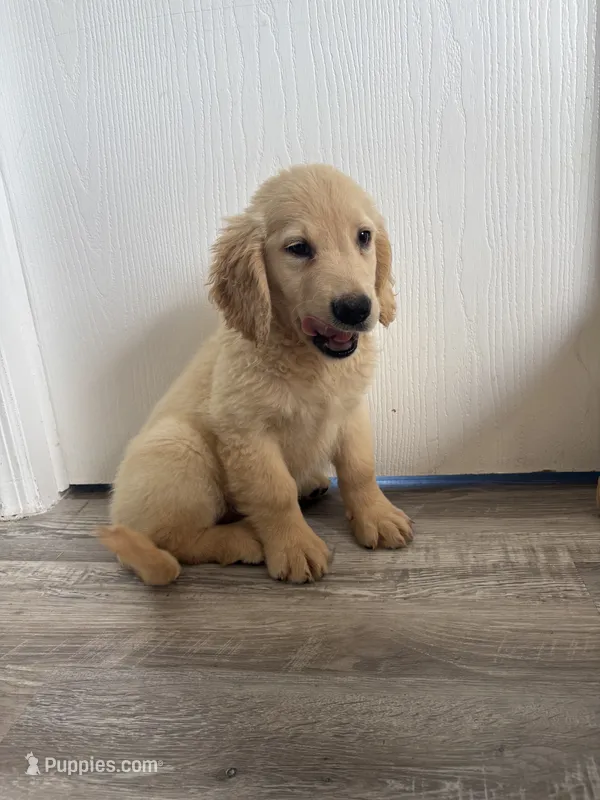 Boo👻 – Golden Retriever puppy for sale in Lakeland, FL