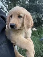 Tilly🤎, a female Golden Retriever for sale in Lakeland, FL – 2 of 6